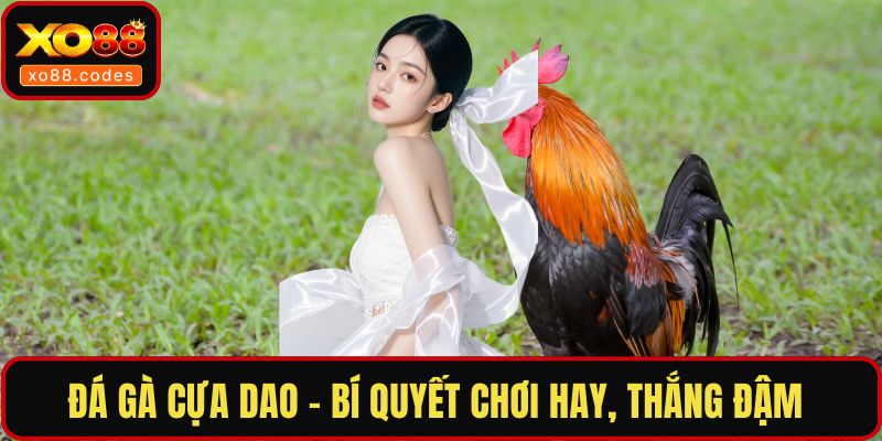 Đá gà cựa dao